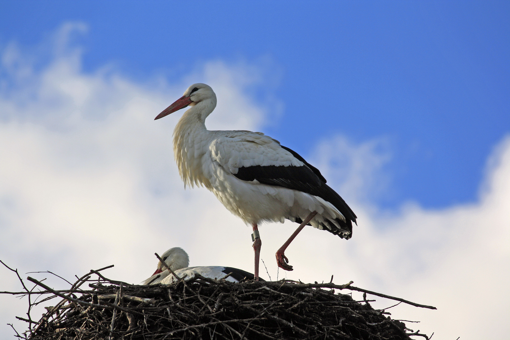 Storch mitten im Dorf