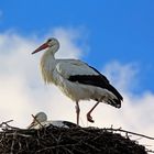 Storch mitten im Dorf