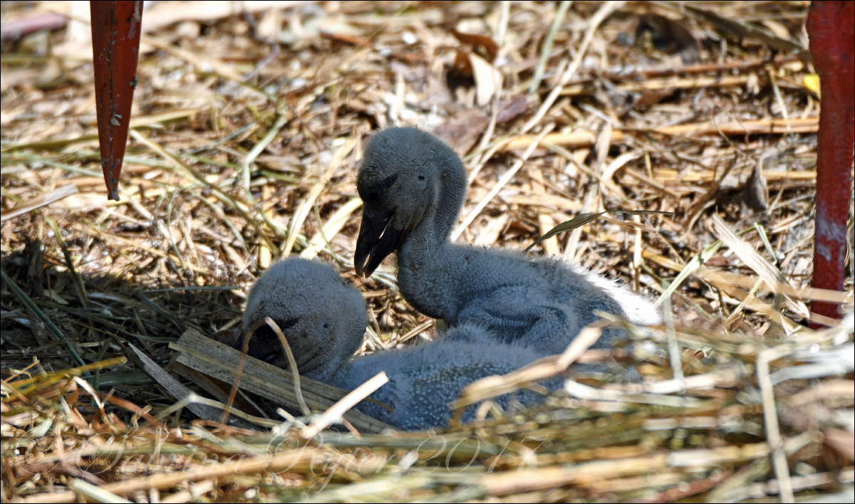 Storch Nachwuchs