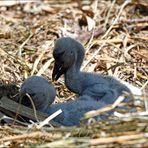 Storch Nachwuchs