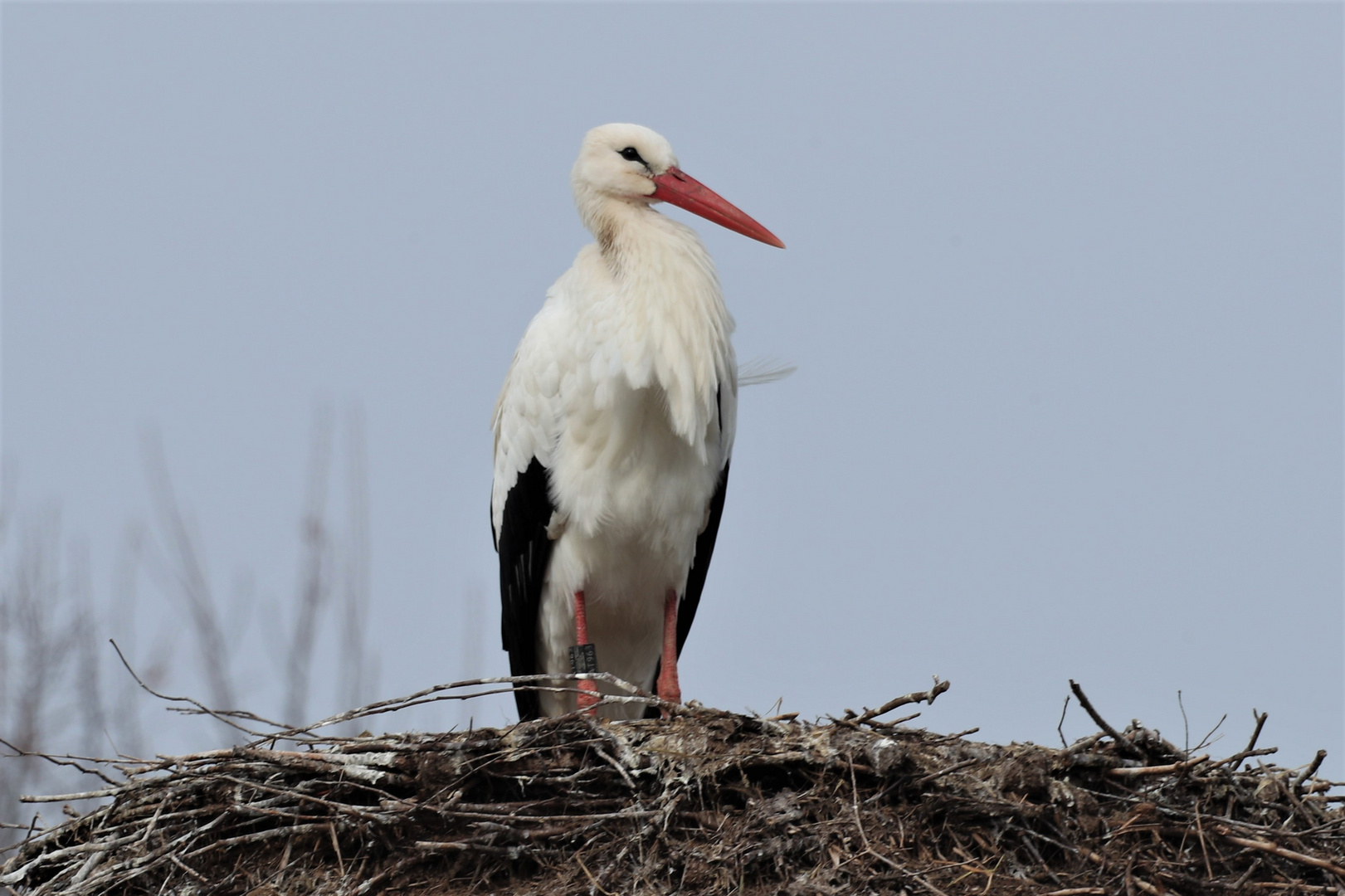 Storch, nähe Sperrwerg