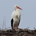 Storch, nähe Sperrwerg