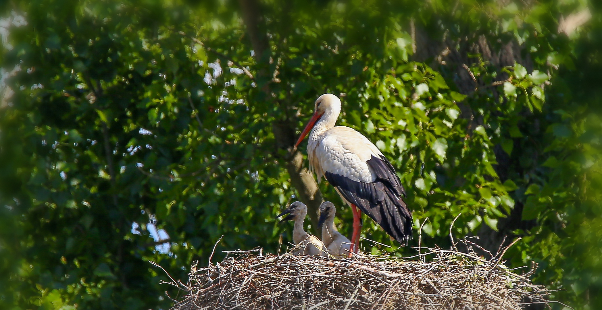 Storch-Nest