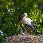 Storch-Nest