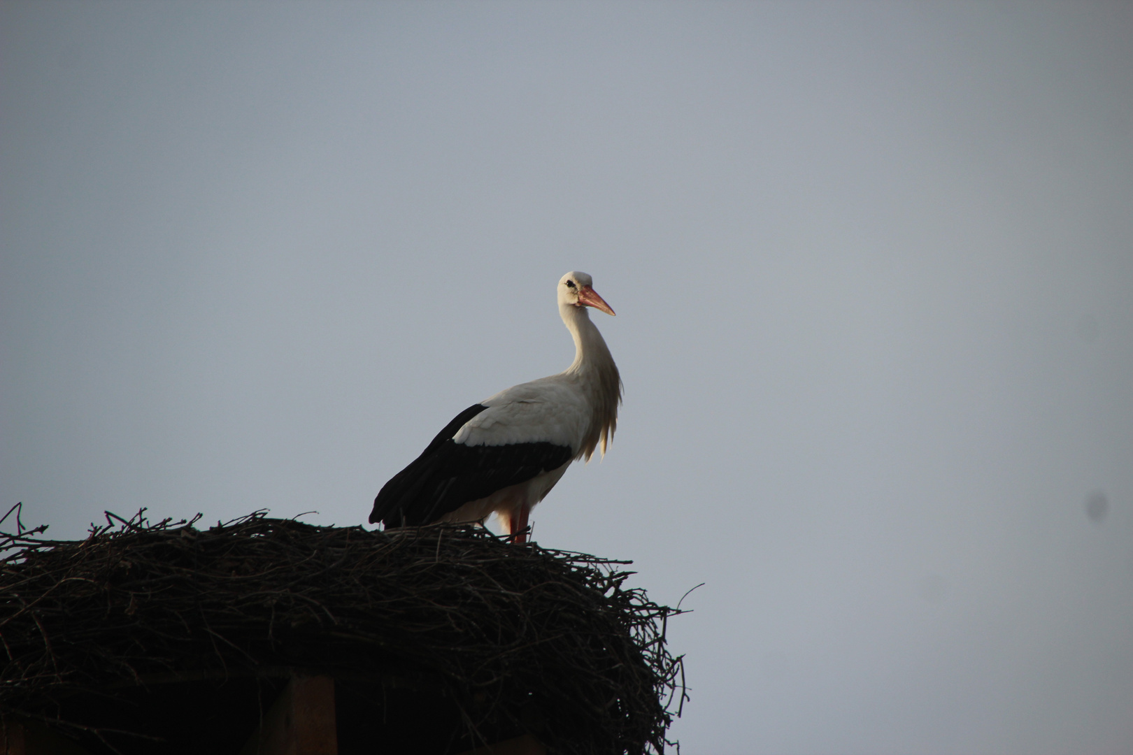 Storch  Nest