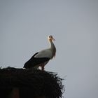 Storch  Nest