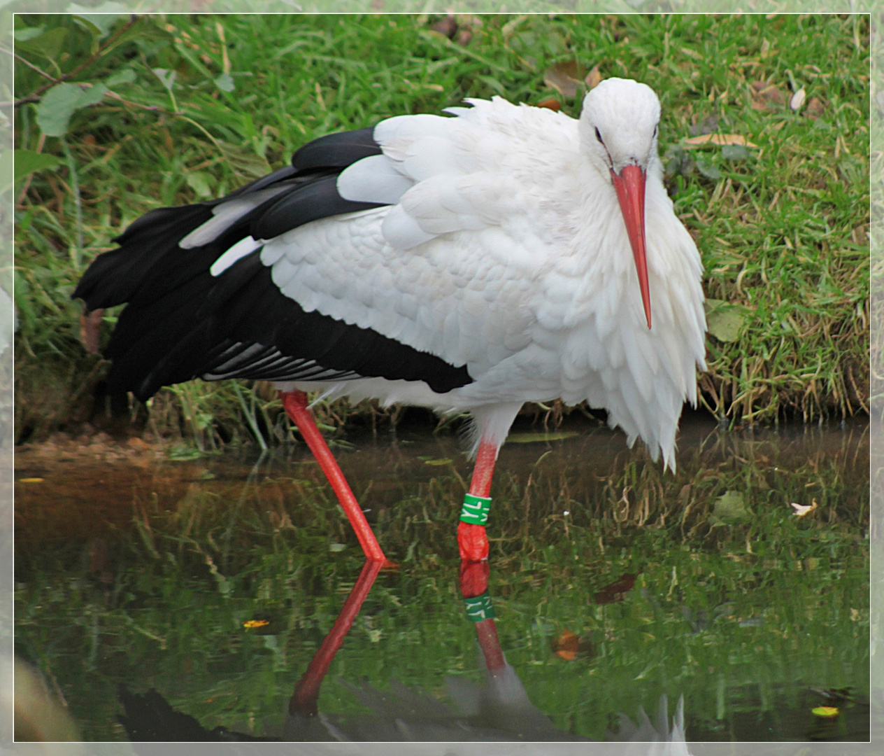 Storch nimmt ein Fußbad