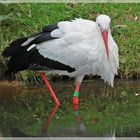 Storch nimmt ein Fußbad