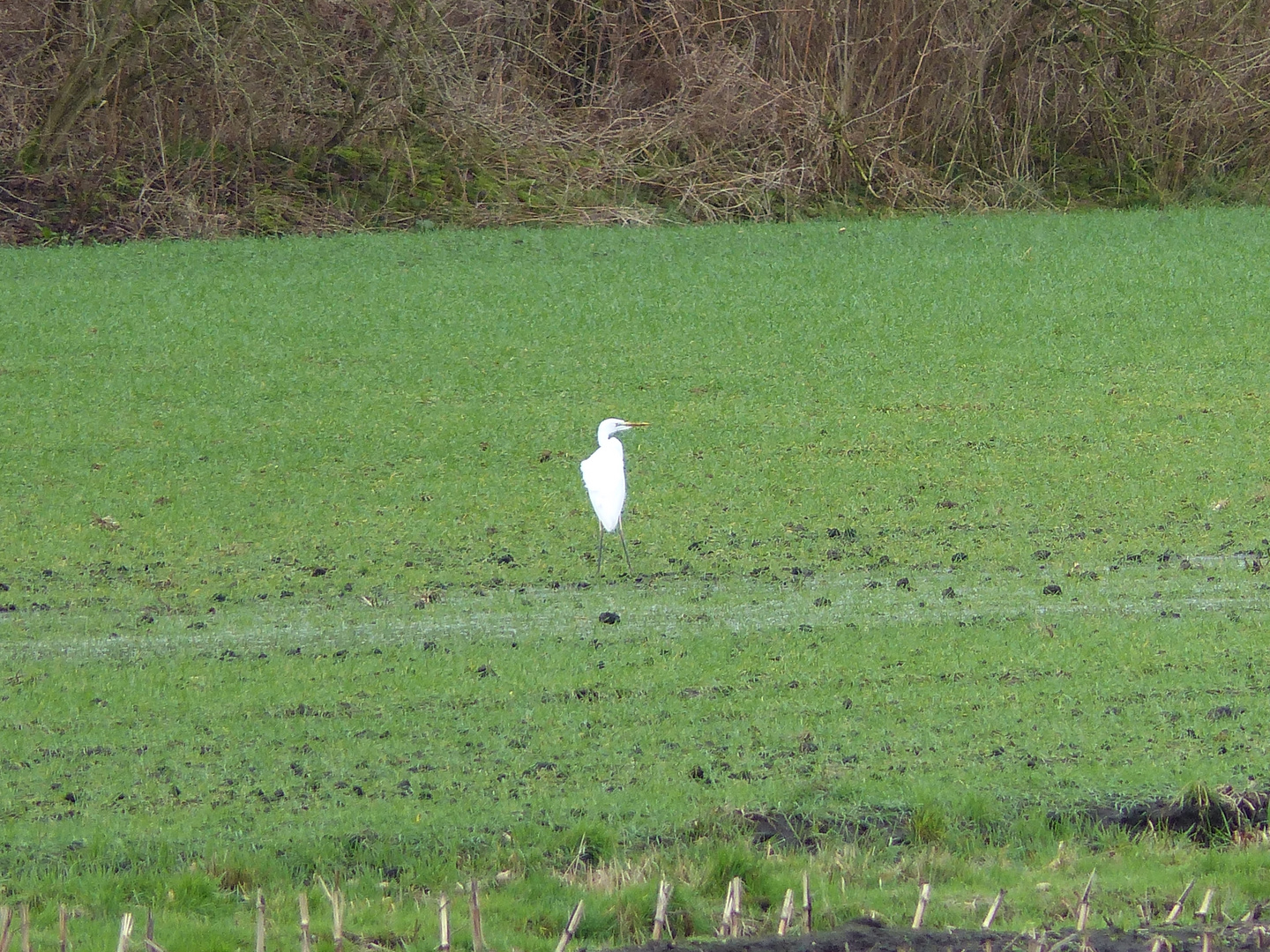 Storch oder Fischreiher?