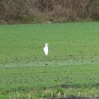 Storch oder Fischreiher?