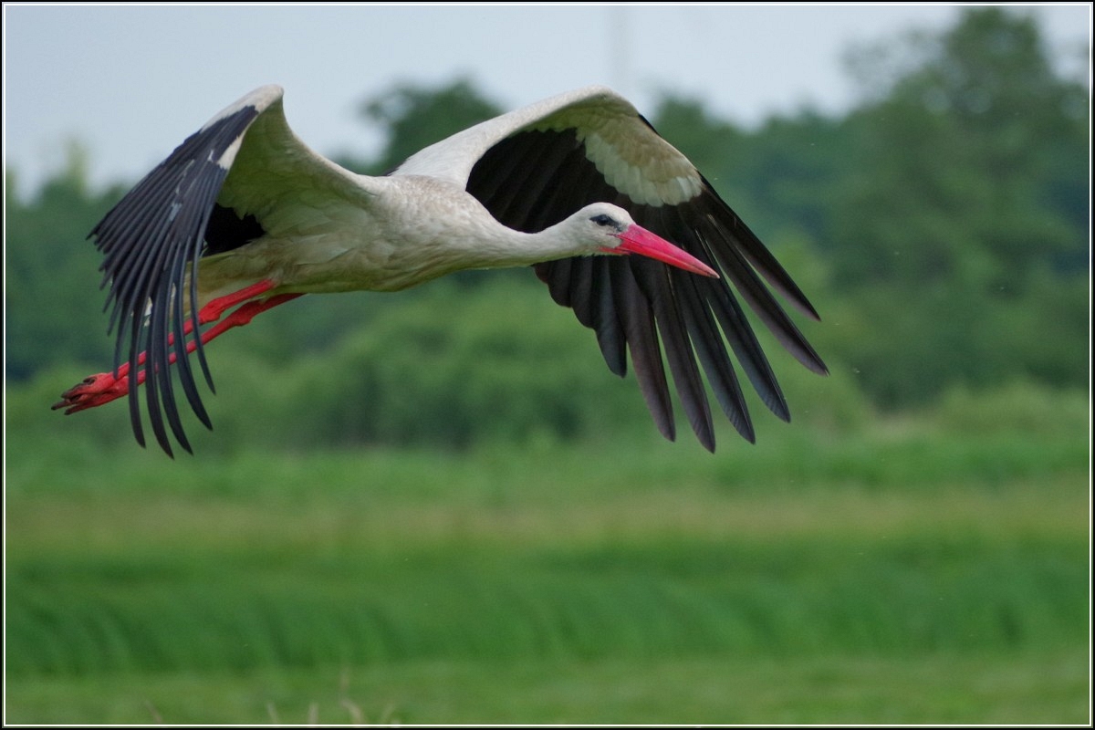 Storch, ohne Traktor im Hintergrund