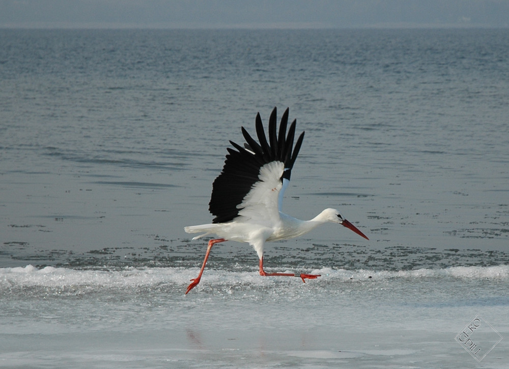 Storch "On-Ice"