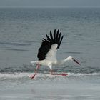 Storch "On-Ice"