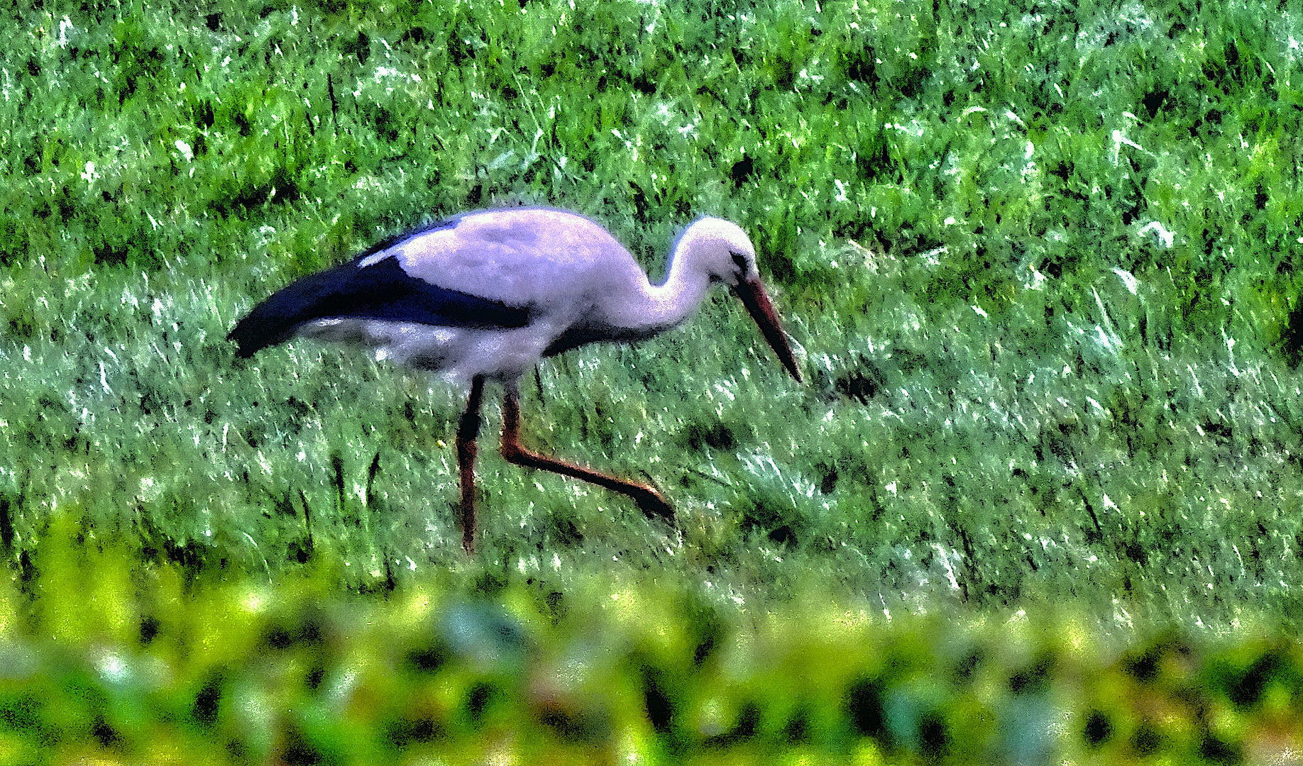 Storch Ostersamstag 2024