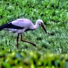 Storch Ostersamstag 2024