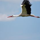 Storch Ostsee