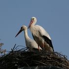 Storch -Paar