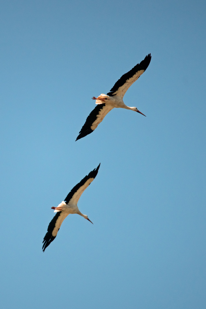 Storch / Parallelflug