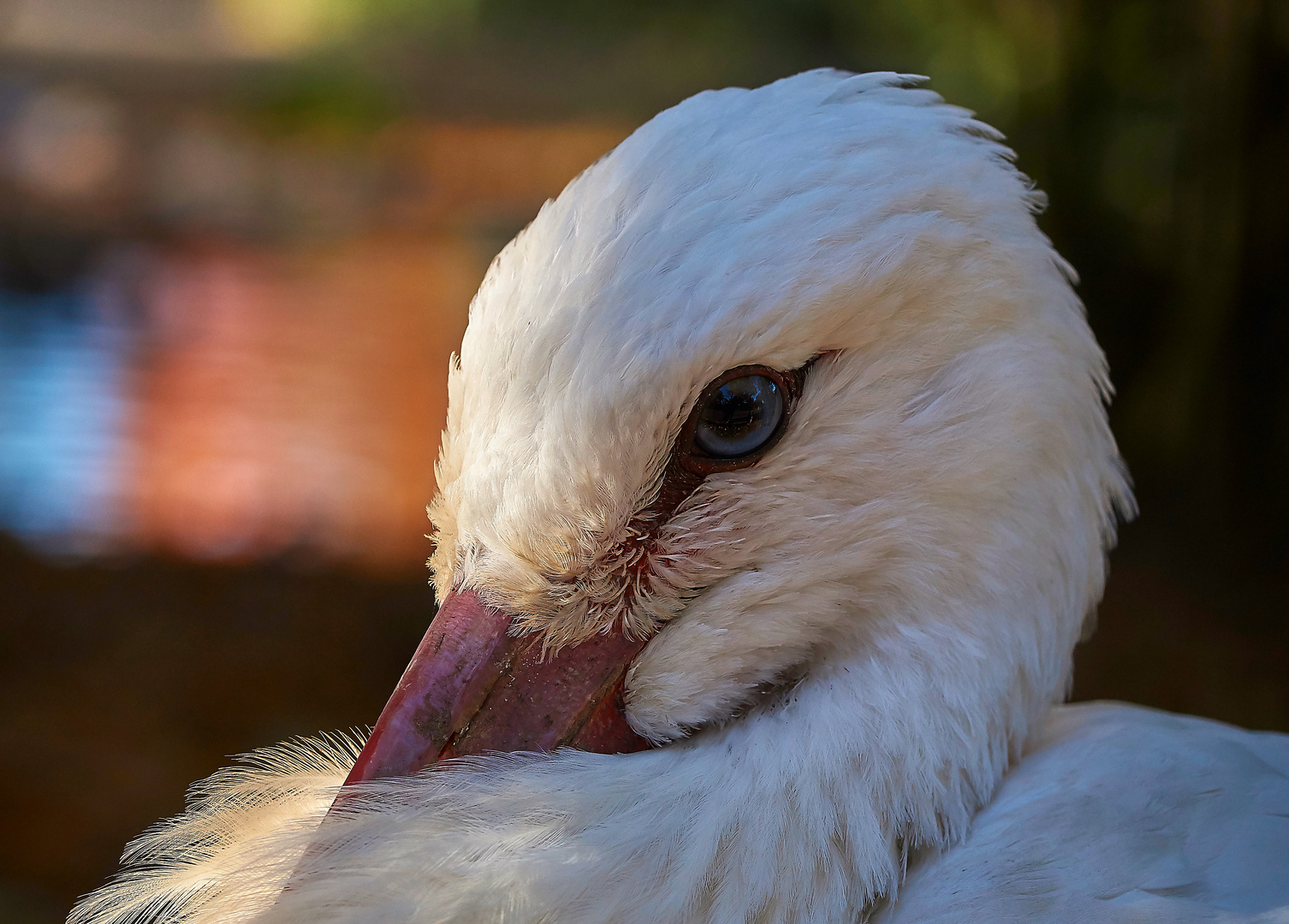 Storch Portrait