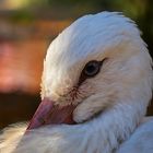 Storch Portrait