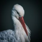 Storch - Portrait