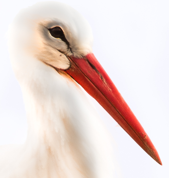 Storch Portrait