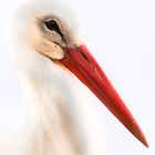 Storch Portrait