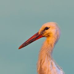 Storch. Portrait in der Morgensonne.