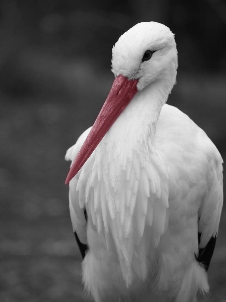 Storch - Portrait SW