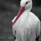 Storch - Portrait SW