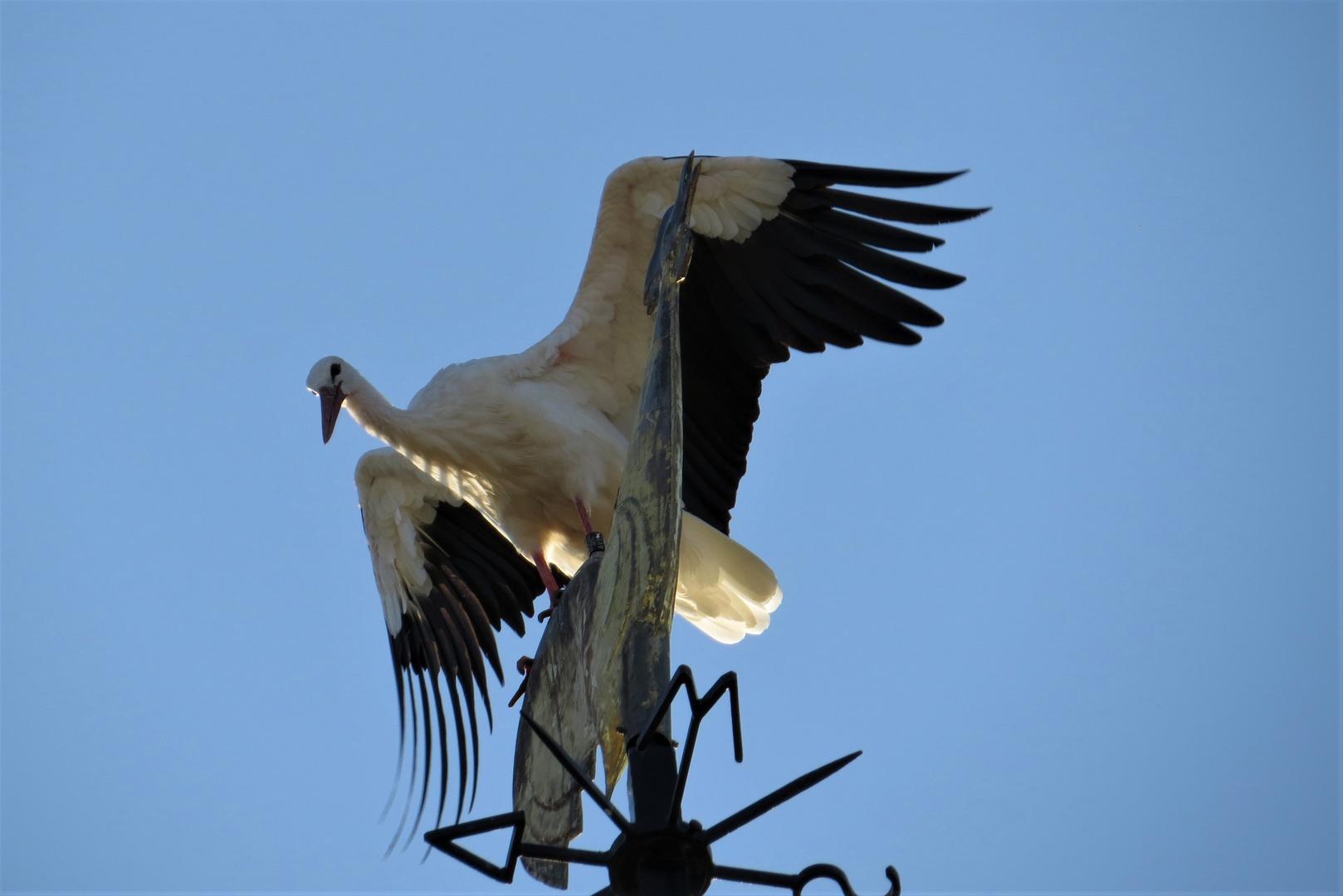 Storch - Punktlandung auf dem Wetterhahn