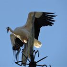 Storch - Punktlandung auf dem Wetterhahn