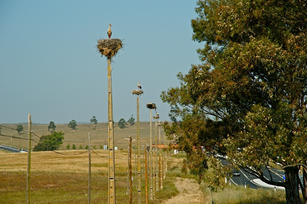 Storch Reihenhaussiedlung