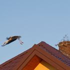 Storch reis aus