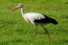 Storch Rheinaue Duisburg