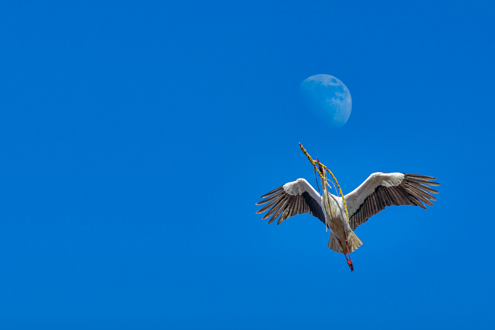 Storch sammelt Zweige für sein Nest