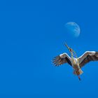 Storch sammelt Zweige für sein Nest