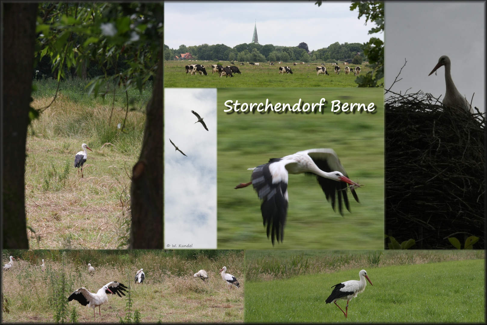 Storch satt