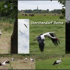 Storch satt