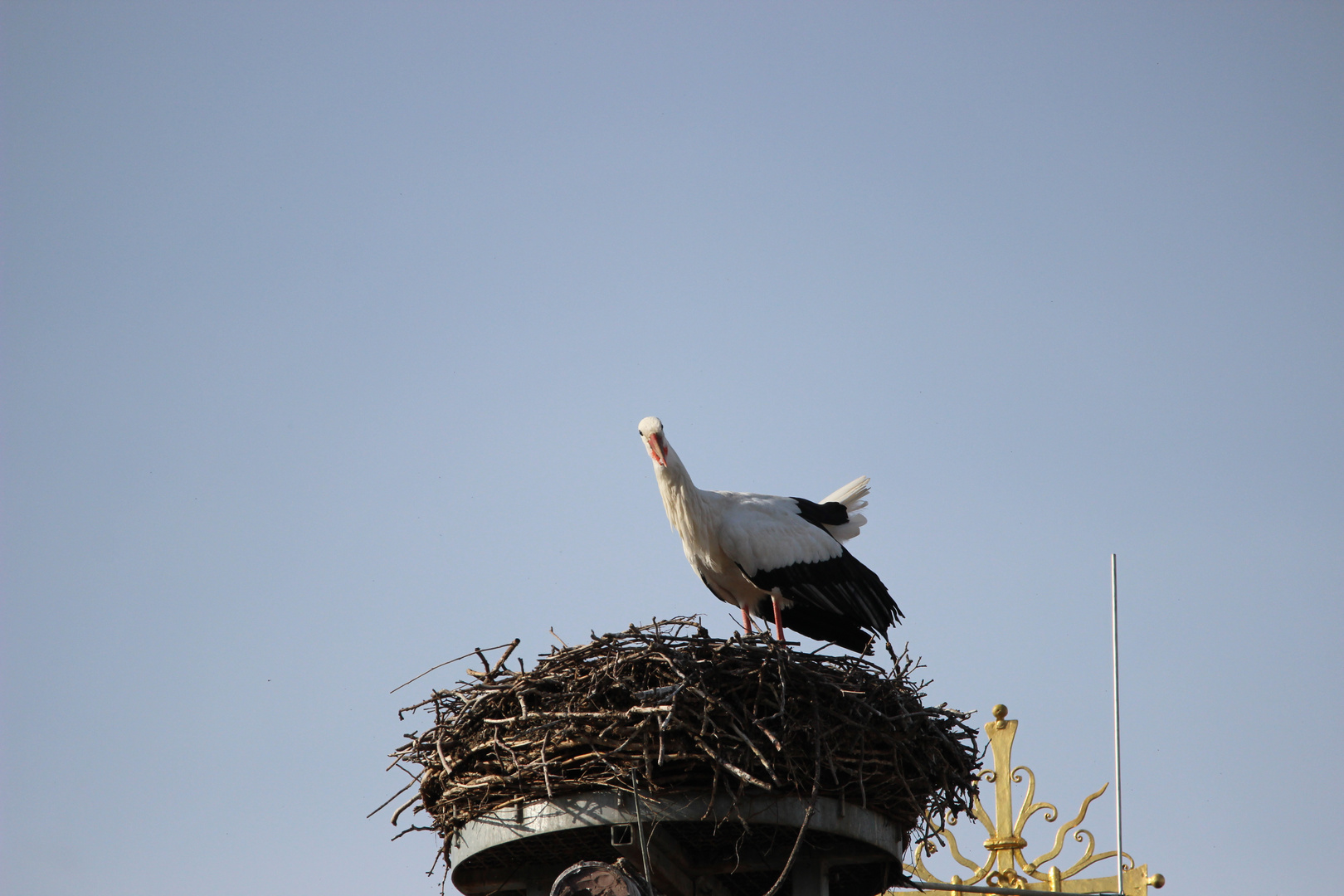 Storch schaut: Hab ich doch gut geklappert.