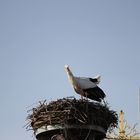 Storch schaut: Hab ich doch gut geklappert.