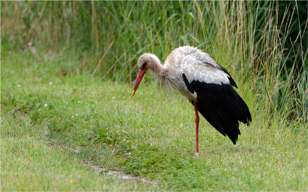 Storch - Schnabel