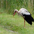 Storch - Schnabel