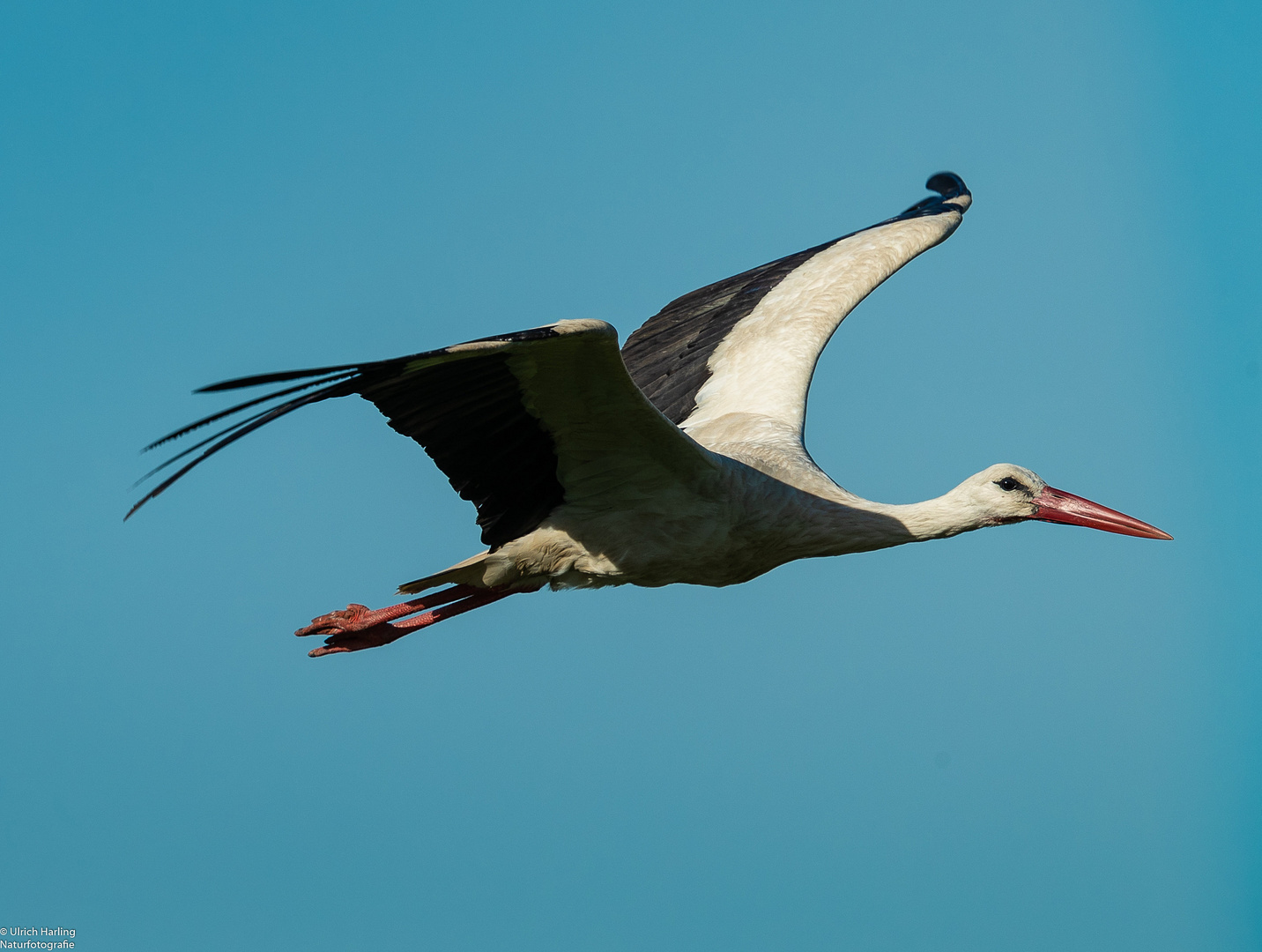 Storch Schwarze Brücke