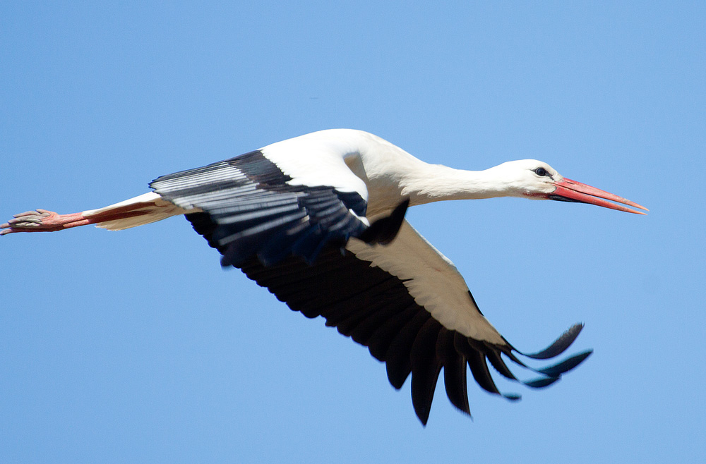 Storch sehr nah...