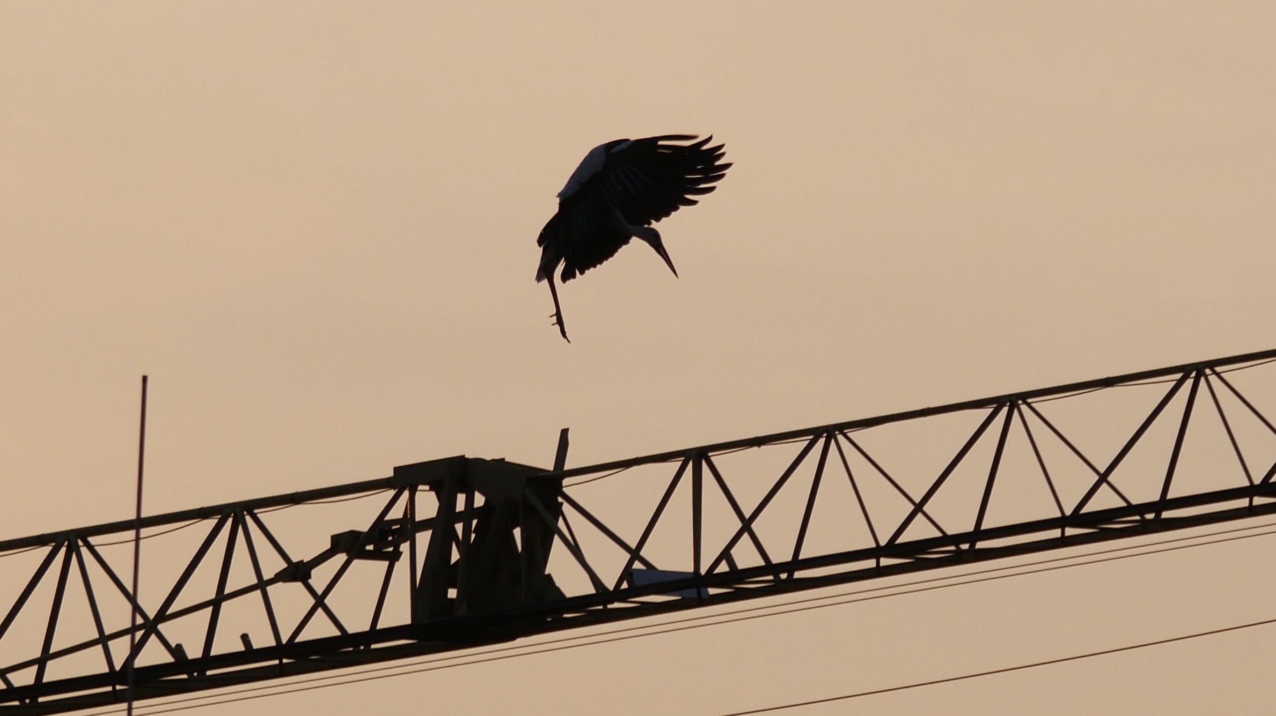 Storch setzt zur Landung...