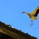 Storch setzt zur Landung an