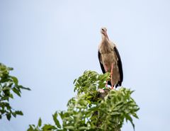 Storch,  Solo 