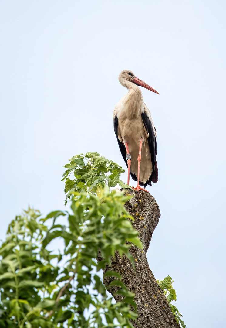 Storch  Solo 