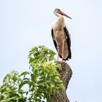 Storch  Solo 